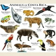 thumbnail image 3 of CafePress - Costa Rica Animals Light T Shirt - Men's Classic Graphic T-Shirt, 3 of 4