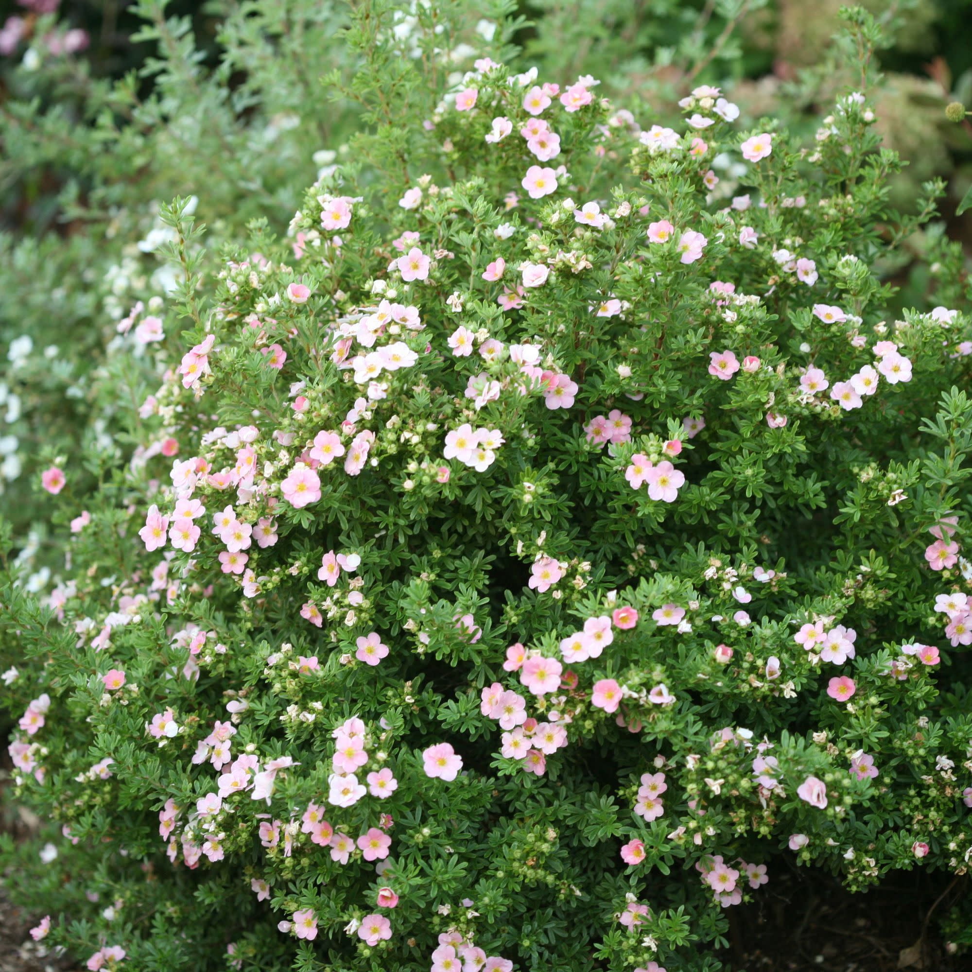 Proven Winners ColorChoice 5" Happy Face Pink Potentilla Live Plant in 4.5" Pot (4 Count)