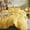 Yellow, variant on Quilt Cover Sheet Set Microfiber,Cool & Breathable Solid Color Wash Pillowcase Queen,Blue