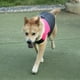 thumbnail image 2 of Chaqueta de plumón impermeable para mascotas de poliéster rosa, ropa, abrigo grueso y cálido para perros grandes (3XL), 2 of 8