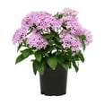 thumbnail image 3 of Pentas Pink| 2.5 QT Grow Pot| Direct Sunlight| Flowering Plant| By Altman Plants, 3 of 11