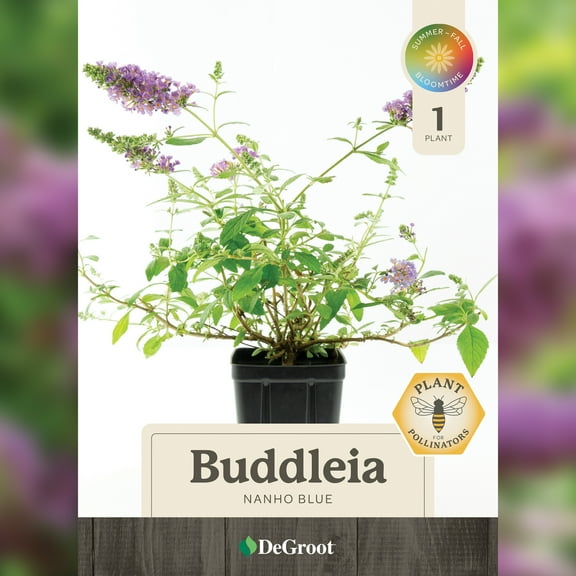 Jumbo Pint Nanho Blue Butterfly Bush (Buddleia)
