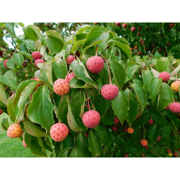 Kousa Dogwood Seeds for Planting - 30 Seeds - Cornus kousa