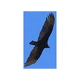 thumbnail image 2 of Popcorn 14x12 White Modern Wood Framed Museum Art Print Titled - Turkey Vulture I, 2 of 4