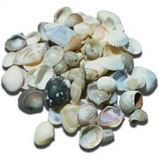 Indian Mix Assorted Craft Seashells Small .25-1" (1 Kilo) (appx. 1000 pc)