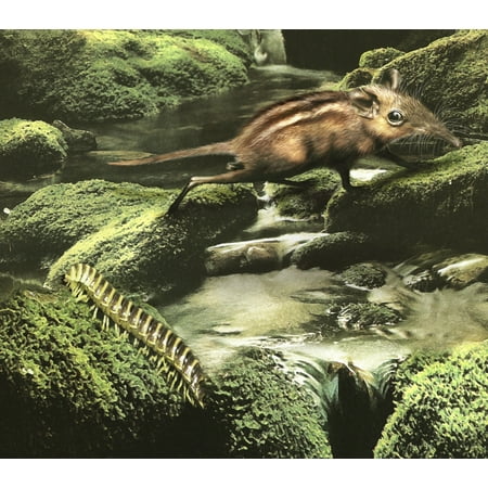 A primitive Zalambdalestes has his eyes on a millipede for an afternoon snack Poster