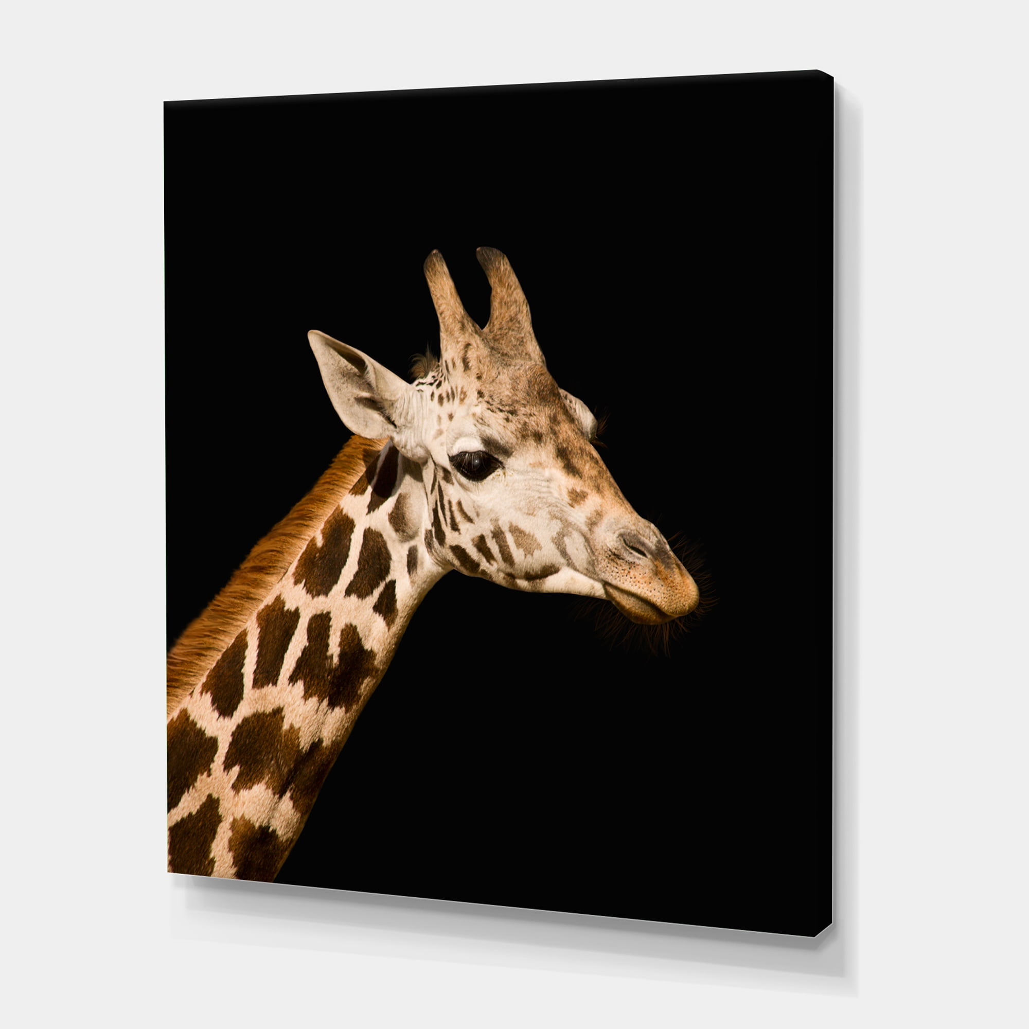 Designart ' Close Up Portrait Of A Giraffe On Black IV ' Farmhouse Canvas Wall Art Print