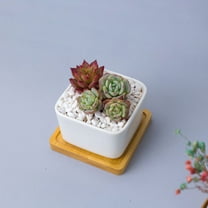 Worgeous Terracotta Pots Planter for Indoor Plants Succulent Planters