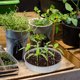 thumbnail image 5 of Bandeja de germinación, cubierta, tamiz de harina, jardinería interior, acero inoxidable, suministro para germinación de vegetales., 5 of 6