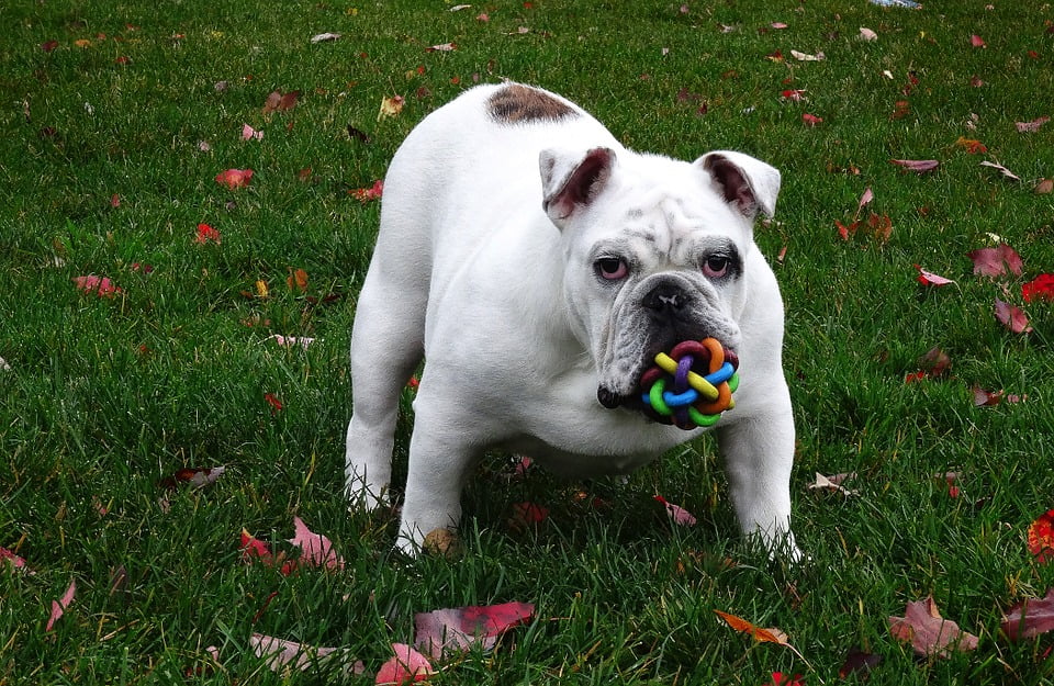 english bulldog toy