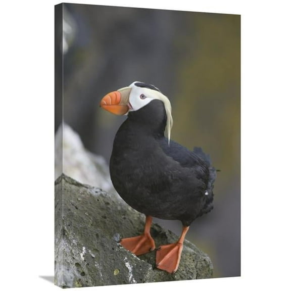 20 x 30 in. Tufted Puffin, Pribilof Islands, Alaska Art Print - Matthias Breiter