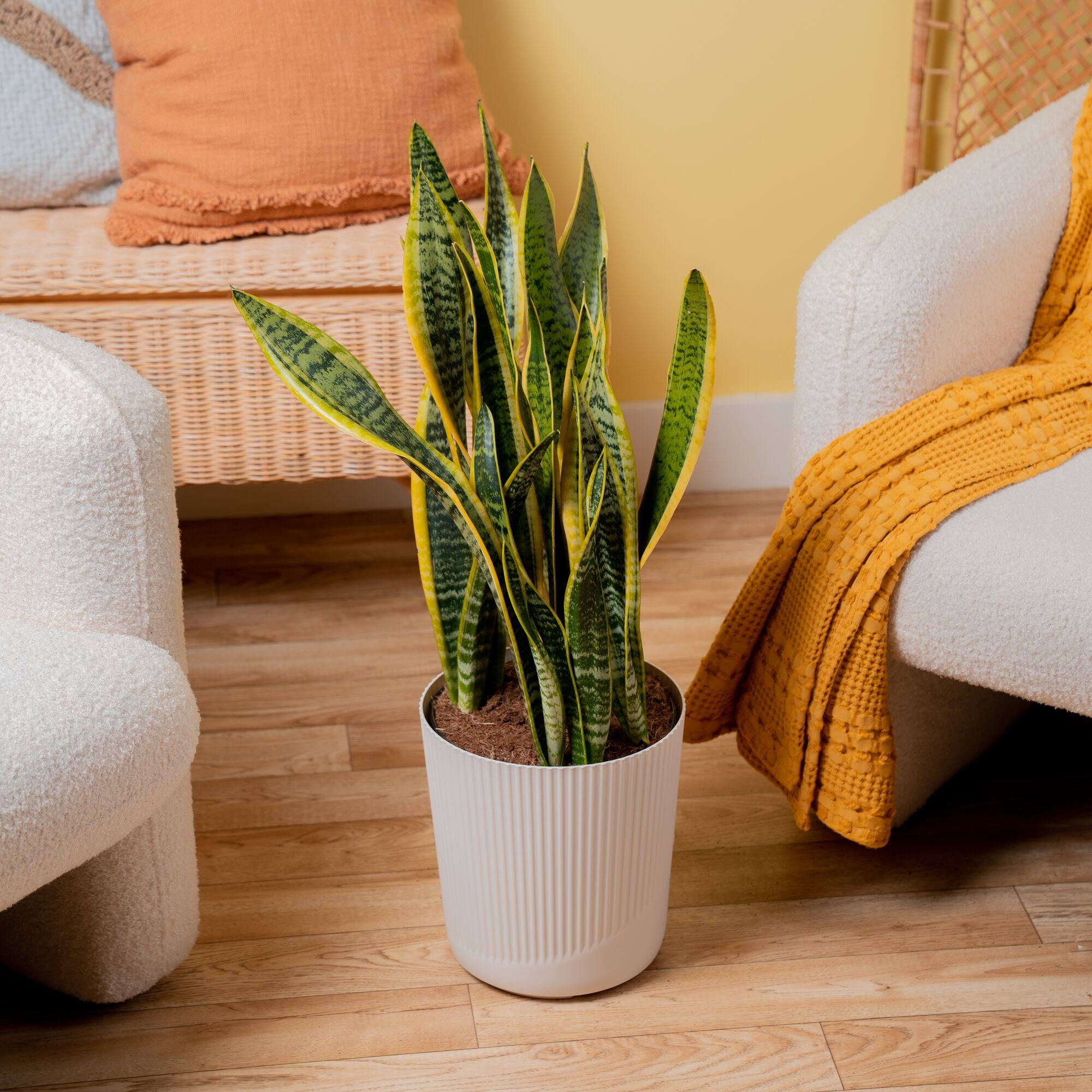 Costa Farms 28" Snake Plant Laurentii Live Plants in 10" Décor Pot