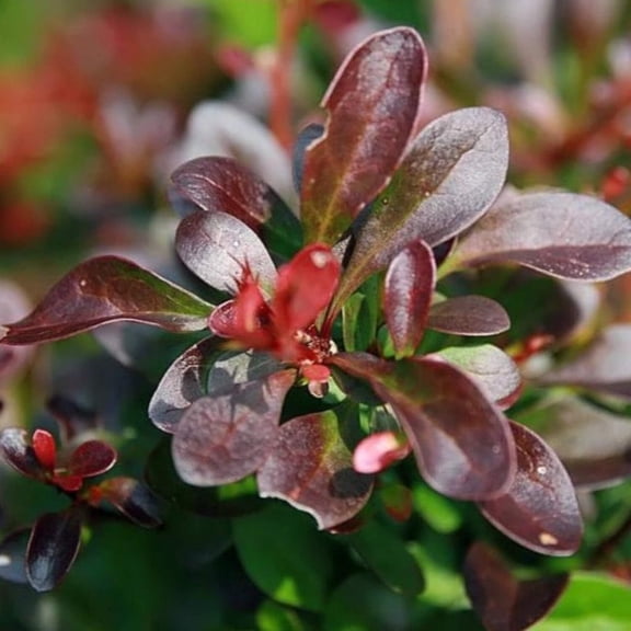 Crimson Pygmy Barberry - 3 Gallon Pot, Live Dwarf Deciduous Shrub, Full/Part Sun, Outdoor
