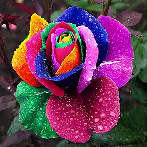 Summer Colorful Roses Colorful Rose On Water