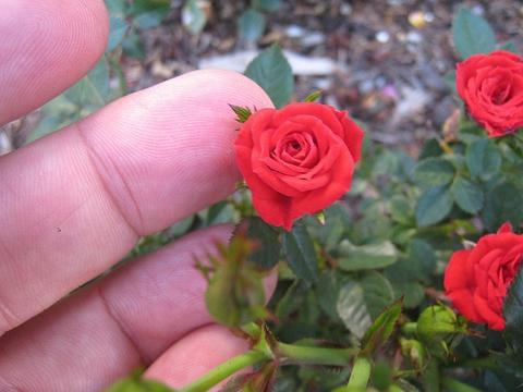 Mini Rose  Plant 