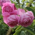 Heirloom Roses Ready Delivered Outside Potted Coupe D Hebe heirloom-roses-ready-delivered-outside-potted-coupe-d-hebe