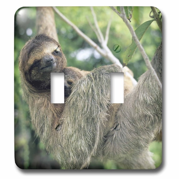 3dRose, Three-toed sloth wildlife, Corcovado NP, Costa Rica - SA22 KSC0137 - Kevin Schafer, double toggle switch