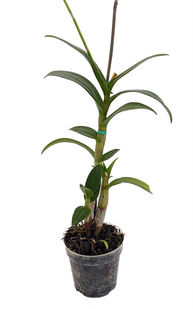 Dendrobium Orchid - 4" Pot - Assorted Colors