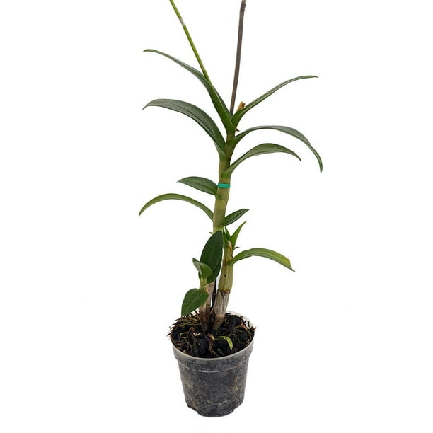 Dendrobium Orchid 4" Pot Assorted Colors Easy to Grow Indoors