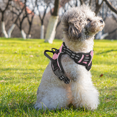 thumbnail image 4 of MoNiBloom No Pull Mesh Dog Harness for Small Dogs, Reflective Vest Pet Harness with Control Handle, Pink S, 4 of 9