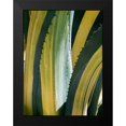thumbnail image 2 of Perry, Rachel 19x24 Black Modern Framed Museum Art Print Titled - Variegated Agave I, 2 of 5
