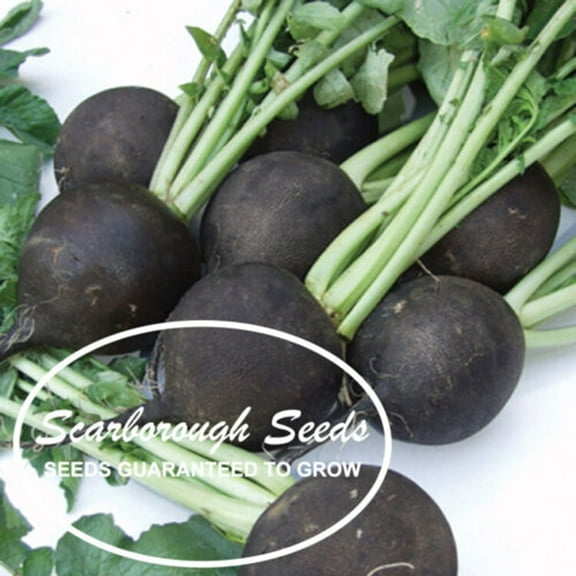 Scarborough Seeds Black Spanish Radish (Raphanus sativus) 100 Vegetable Seeds-Organic-Heirloom- Non-GMO Full Sun