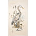 thumbnail image 3 of Barrett, Chad 12x18 Black Modern Framed Museum Art Print Titled - Great Blue Heron, 3 of 5