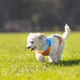 thumbnail image 4 of Vibrant Life, Dog Clothes, Rainbow Stripe Tie Dye Pet Hoodie, Multi-Color, Large, 4 of 6