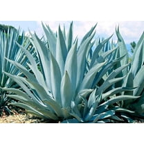 10 Agave Americana Seeds for Planting - Century Plant Succulent Seeds