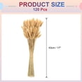 thumbnail image 2 of Uxcell 120pcs Colas de Conejo Naturales Flores Secas 17" Mini Hierba Pampas Lagurus Ovatus Ramo para Decoración Floral de Boda, Beige, 2 of 6
