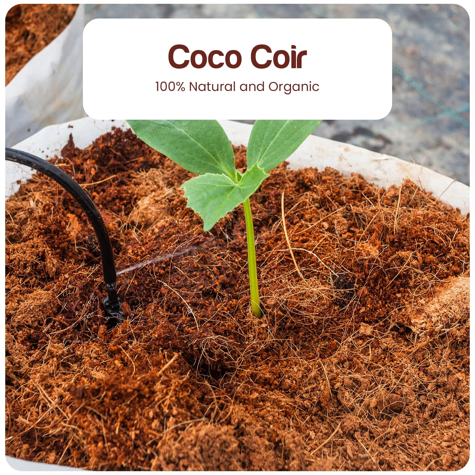 Premium Coco Coir Brick - 10LBS MVR1&nbsp;/ 4.5KG - Makes Gallons - OMRI Listed - Eco-Friendly - Low EC Triple-Washed - Compressed Growing Medium - Potting Soil Substrate for Gardens, Seeds and Plants