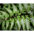 thumbnail image 3 of Head, Danny 14x12 Black Modern Framed Museum Art Print Titled - Fern Detail, 3 of 5