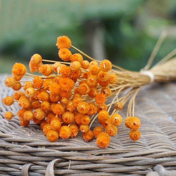 HXAZGSJA Flowers 50 Stems Dried Flowers for Arrangements Bundle Home