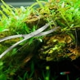 thumbnail image 3 of Stainless Steel Wave Scissors Aquarium Tank Aquatic Plant Tongs, 3 of 5