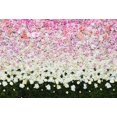 thumbnail image 2 of GreenDecor 5x7ft Fresh Flowers Photography Backdrops Pink and White Flower Backgound for Studio Photo Props, 2 of 4