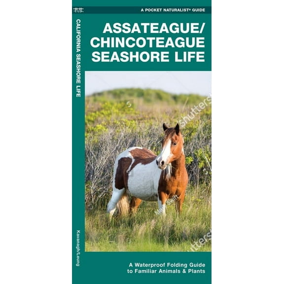Pocket Naturalist Guide: Assateague/Chincoteague Seashore Life : A Waterproof Folding Guide to Familiar Animals & Plants (Edition 2) (Other)
