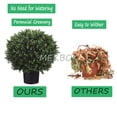 thumbnail image 4 of Set of 2 - Pre-Potted 24" High Ball Shaped Boxwood Topiary-MEKBOK- 16" Diameter - Plastic Pot, 4 of 6