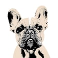 thumbnail image 3 of SD Graphics Studio 15x15 Black Modern Framed Museum Art Print Titled - French Bulldog, 3 of 5