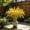 Realistic Rice Stalks Under $5 a4, variant on Usloyux Artificial Rice Stalks Bundle, Faux Paddy Grain Stems Realistic Dried Look Decorative Grasses, Fake Wheat Ears Stems for Vase Home Wedding Fall Decor, Tall Dried Plants Arrangement for