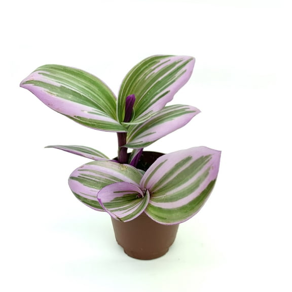 Pink Tradescantia Nanouk Small Houseplants, 2" Pot