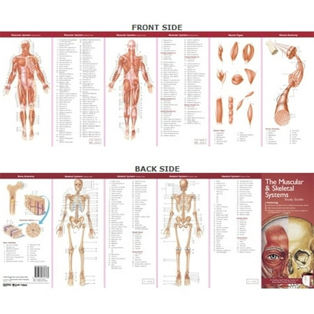 Anatomical Chart Company's Illustrated Pocket Anatomy: The Muscular & Skeletal Systems Study (Best Chart Studies For Day Trading)