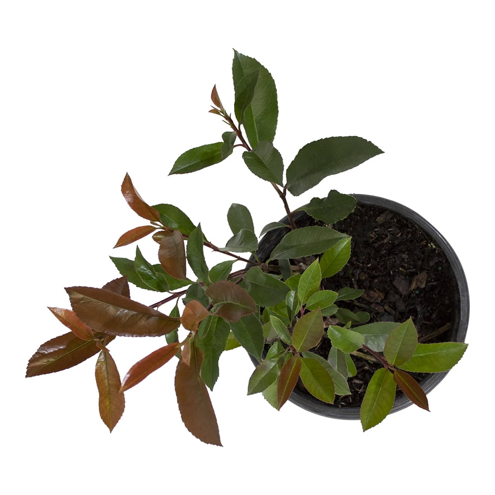 Altman Plants Photinia Red Robin Shrub, Live Plant for Garden, 2.5 Qt. Pot, Easy Care, Full Sun