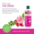 thumbnail image 2 of Aubrey Rosa Mosqueta Shampoo | Nourishes & Strengthens | Rose Hip Seed Oil & Apple Stem Cells | 75% Organic Ingredients | All Hair Types, 2 of 6