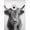 by-4, variant on Highland Cow Otter Cat Raccoon with Toilet Paper Poster Print Canvas Painting Bathroom Wall Art Funny Toilet Humor Home Decor. Size: 50*70 cm, unframed.