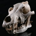 thumbnail image 3 of Lifelike Wolf Jackal Skull Resin Head Skeleton Figurine Aquarium, 3 of 9