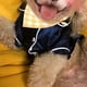 thumbnail image 5 of Pijamas de seda suave para perros, pijamas de bulldog francés para perros pequeños, ropa para cachorros y gatos Shih Tzu., 5 of 5