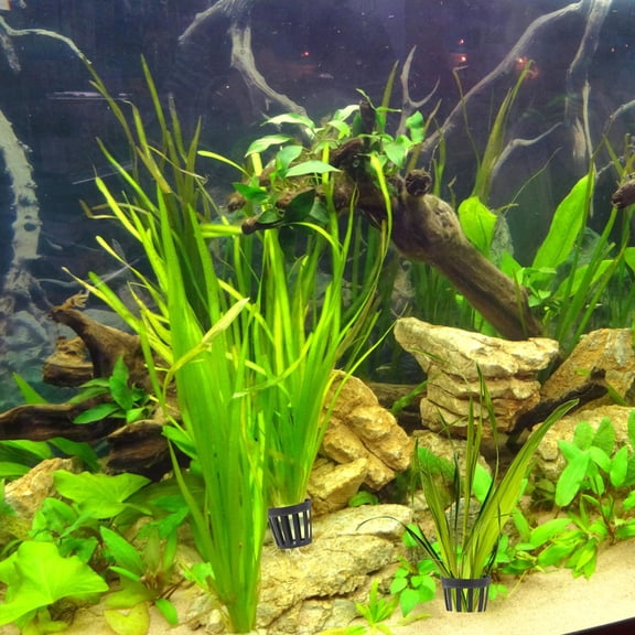 BESTOYARD 50Pcs Black Plastic Fish Tank Planter Basket Hollow Design for Water Plant Growing
