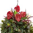 thumbnail image 2 of Nearly Natural 6911 Panier Suspendu Anthurium Mixte, 2 of 3
