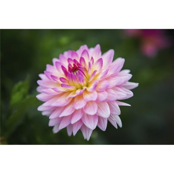 Pink Zinnia Flower - Fallston Maryland United States of America Poster Print