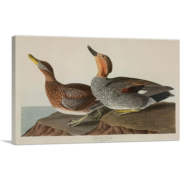 ARTCANVAS Gadwall Duck Canvas Art Print by John James Audubon - Size: 26" x 18" (0.75" Deep)